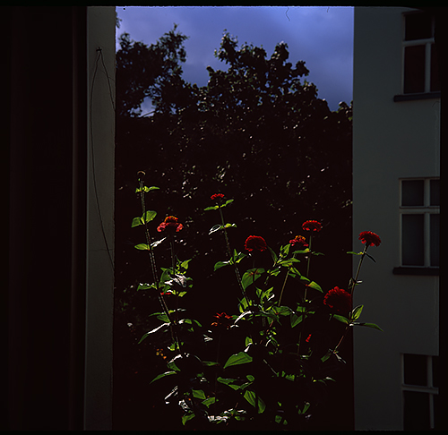 Rote Blumen, Photographie, 2017