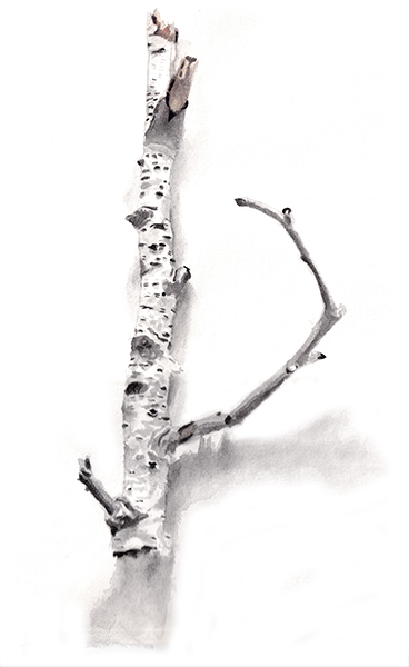 Birch Twig, watercolour, 42 x 27 cm, 2020