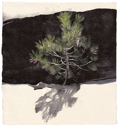 Joyous Young Pine, Japanese woodblock print, 33 x 31 cm, 2021